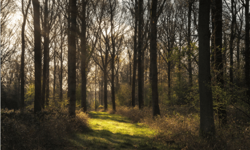 Clear path through trees